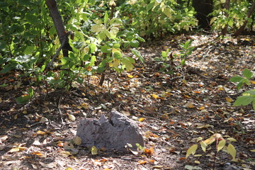  a rock