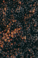 Some grapes from the market