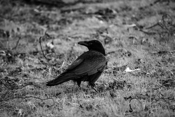 black crow on a rock
