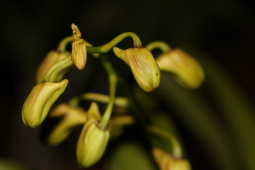 orchid flower