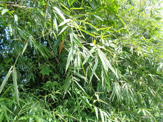 Green bamboo leaves in the nature background