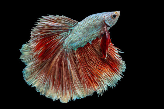 The moving moment beautiful of orange and white siamese betta fish or fancy betta splendens fighting fish in thailand on black background. Thailand called Pla-kad or half moon biting fish.