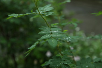 Dew drops on green leaves, early in the morning
