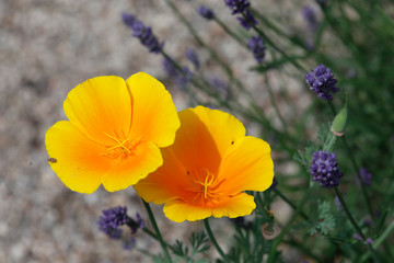 Kalifornische Mohn (Eschscholzia californica) oder Goldmohn, gelbe Blüten