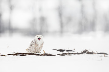Female snow owl 