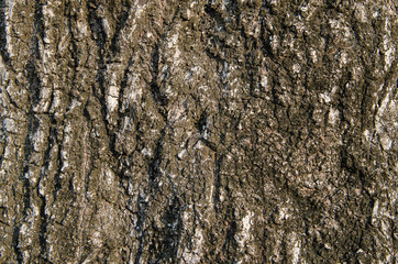 bark of a tree