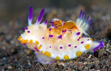 Nudibranch - Mexichromis multituberculata with Zenopontonia rex (Emperor Shrimp). Symbiosis in the underwater world. Macro photography. Diving in Tulamben, Bali, Indonesia.