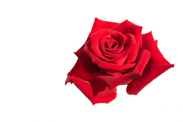 Beautiful red rose flower isolated on white background