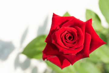 Beautiful red roses flower in garden over white background