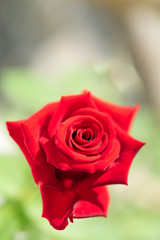 Beautiful red roses flower in garden with green blurred background