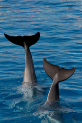 Aletas de dos delfines