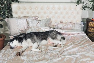 Fototapeta na wymiar The pet lies on a luxurious bed in the room
