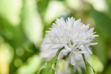 Coffee tree  with white color flower  blossom and green leaves in garden