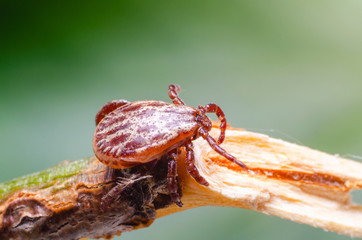 Tick, dangerous parasite and the carrier of infection sits on a branch