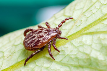 A dangerous parasite and infection carrier mite sitting on a green leaf