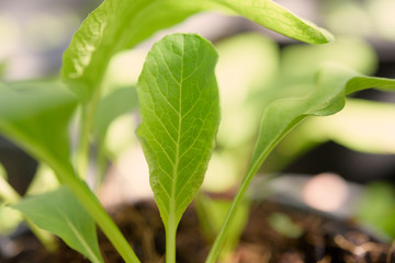 Home plant young Chinese Cabbage-PAI TSAI or Brassica chinensis Jusl var parachinensis (Bailey) on pot over white background,health food and living