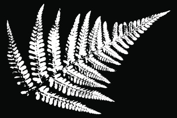 Grunge natural fern leaf white on a black background. Vector illustration - obrazy, fototapety, plakaty