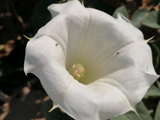 Flor de Burundanga blanca España Andalucia
