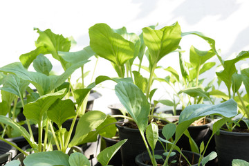 Home plant Chinese Kale and Chinese Cabbage-PAI TSAI or Brassica chinensis Jusl var parachinensis (Bailey) on pot over white background,health food and living