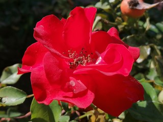 Fototapeta premium Flores rojas de la rosa que florecen en el parque en España Andalucia