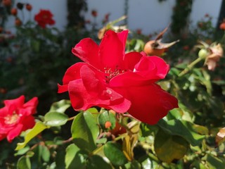 Obraz premium Flores rojas de la rosa que florecen en el parque en España Andalucia
