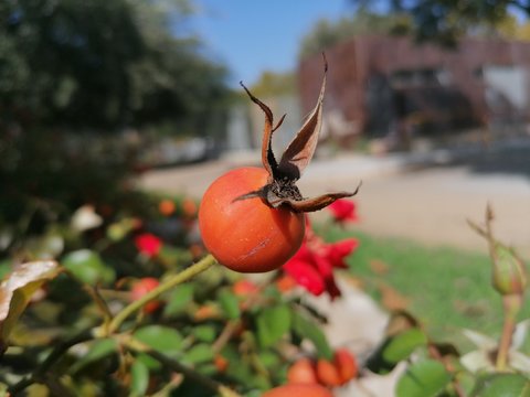 Flores rojas de la rosa que florecen en el parque  en Espa&ntilde;a Andalucia