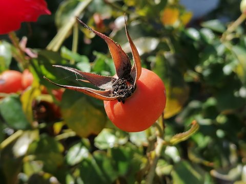 Flores rojas de la rosa que florecen en el parque  en Espa&ntilde;a Andalucia