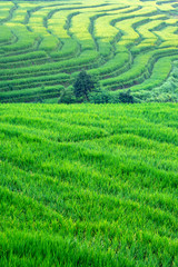 Green curves of rice terraces in Chiang Mai, Thailand