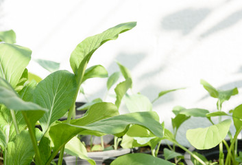Home plant Chinese Cabbage-PAI TSAI or Brassica chinensis Jusl var parachinensis (Bailey) on pot over white background,health food and living
