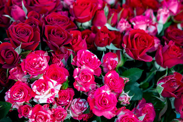 Roses. Beautiful background of flowers.