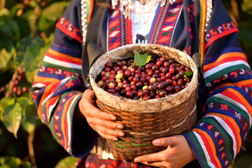 Akha woman picking red coffee beans on bouquet on tree arabica coffee berries on its branch,economy industry business, health food and lifestyle, at the north of Thailand.