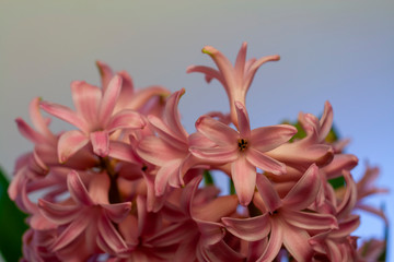 Close up shot of a hyacinth flower.