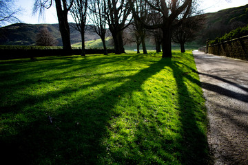 tree in the park and blue sky