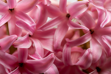 Close up shot of a hyacinth flower.