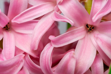 Fototapeta premium Zamknij a? Shot of Hiacynt kwiat.