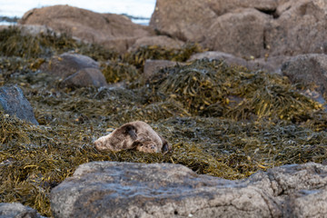 European Otters(Lutra lutra) mother and cub resting on shore