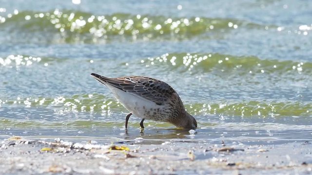 The dunlin (Calidris alpina) is a small wader. 