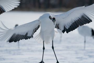 whooper swan