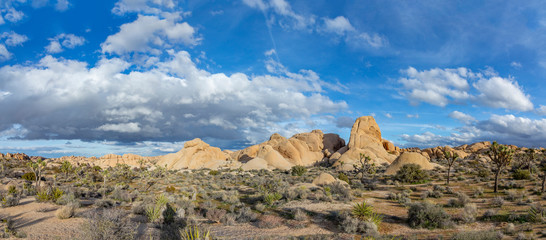 landscape with joshua trees in the desert
