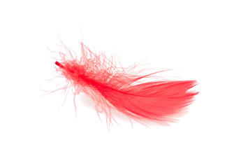Elegant red feather isolated on the white