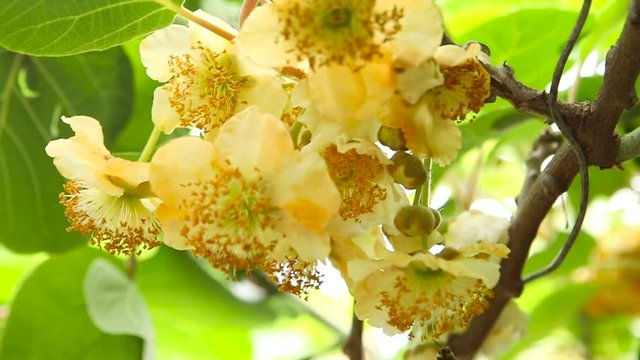 kiwi plant with blossom flower and bees, season pollination