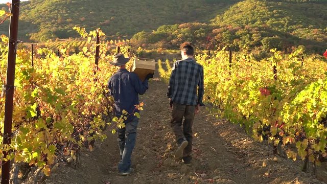 Grape growers aduld father and teen son. A small family farm growing grapes. Harvest Season. Picking grapes