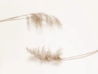 Foto op Canvas Dry beige reed on a white wall background. Beautiful nature trend decor. Minimalistic neutral concept © antonbelo