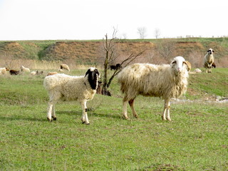 Leisurely rest of the sheep on the pasture