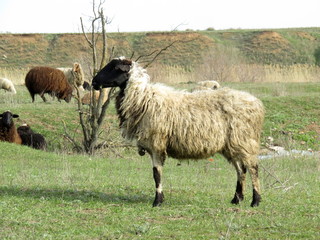Leisurely rest of the sheep on the pasture