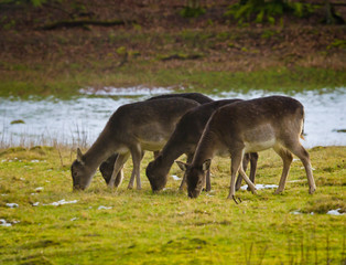 A small goup of fallow deers grazing in a meadow with snow in winter