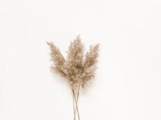 Dry beige reed on a white wall background. Beautiful nature trend decor. Minimalistic neutral concept