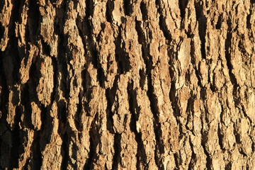 close-up of bark of a tree