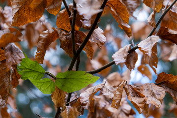 One green inside orange in a forest