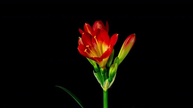 Clivia Yellow Red Flower Blooming in Time Lapse on a Black Background